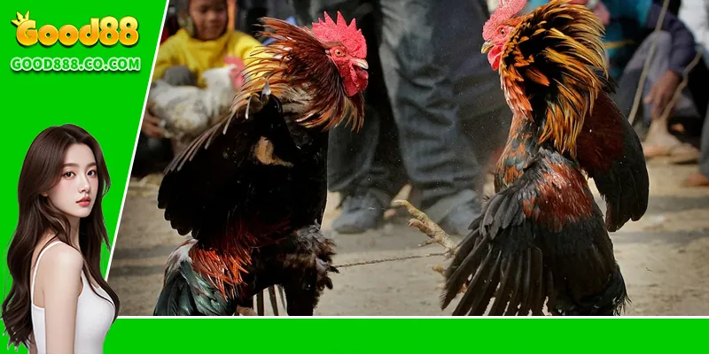 Bí quyết hữu ích khi chơi đá gà