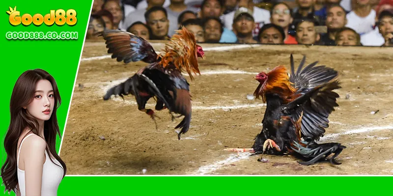 Đá Gà Đòn – Văn Hóa Truyền Thống Và Trò Chơi Đầy Kịch Tính