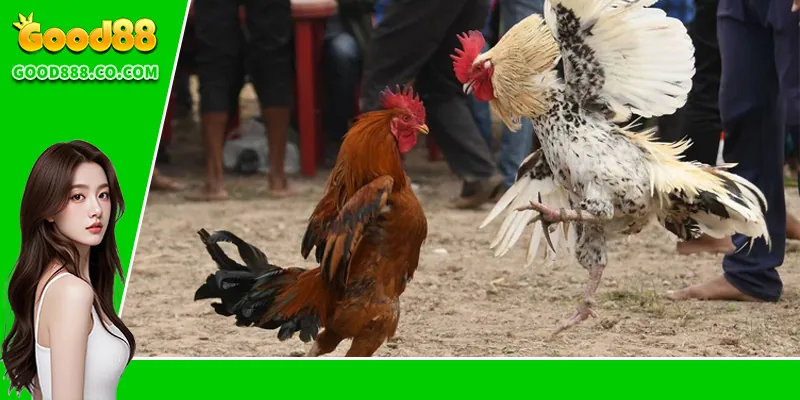 Đá Gà Thomo – Trải Nghiệm Đỉnh Cao Tại Trường Gà Nổi Tiếng Những loại hình thi đấu thường gặp