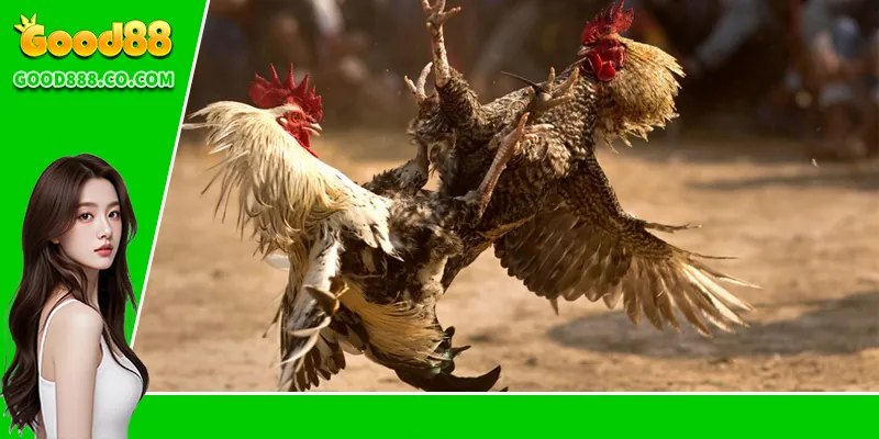 Những thể loại đá gà được ưa chuộng